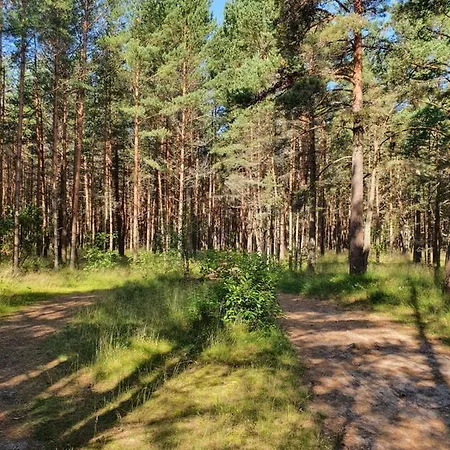 Berzelis * Паланга